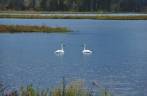 Cisnes parecem enfeitar ainda mais a bela paisagem na estrada para Seward, na Península do Kenai, sul do Alaska